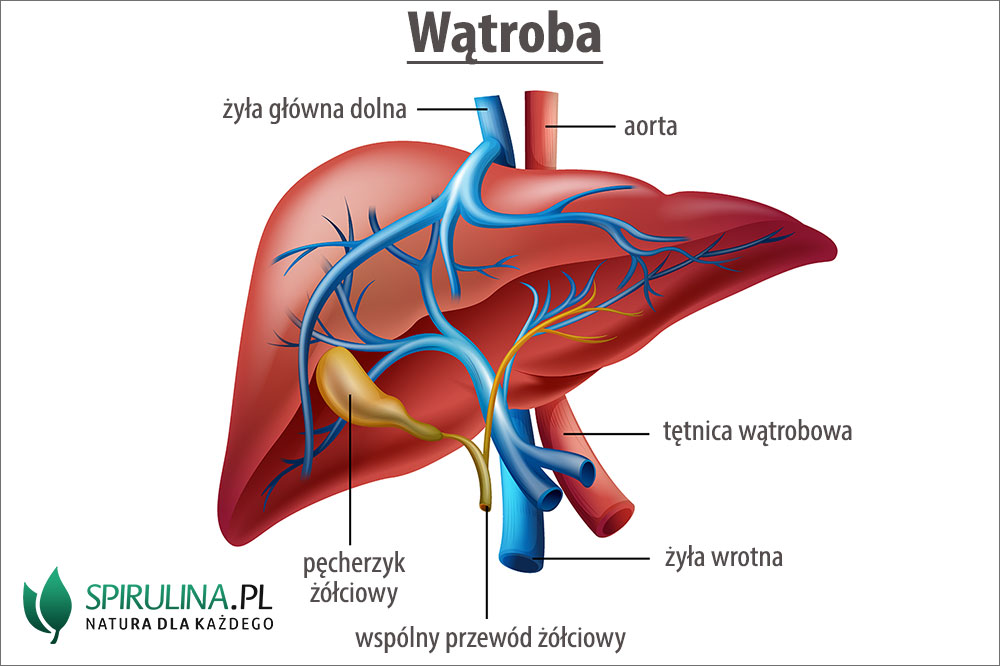 Zdjęcie wątroby